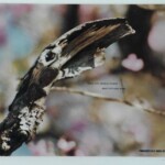 BX Cliente Fundação SOS Mata Atlântica BX Cliente Fundação SOS Mata Atlântica